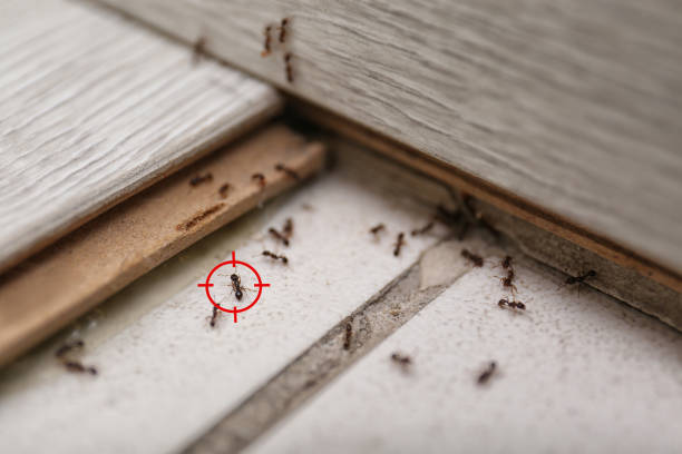 Best Cockroach Control Services  in Wheeling, WV