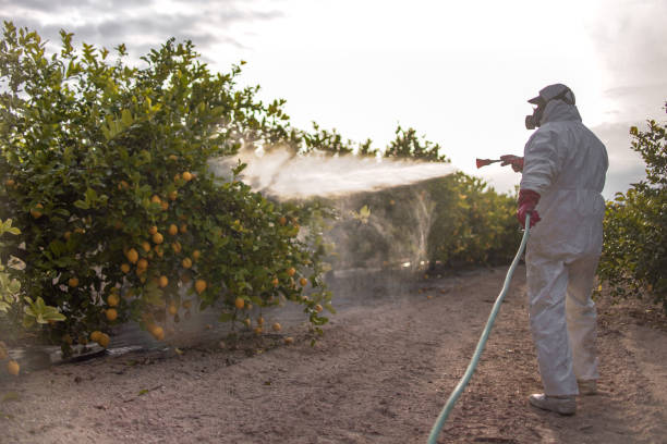 Best Affordable Pest Control Services  in Wheeling, WV