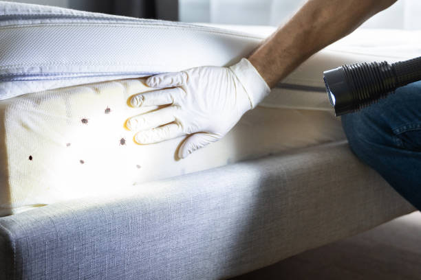 Best Mosquito Control Services  in Wheeling, WV