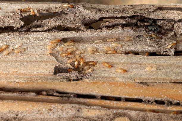 Best Insect Control  in Wheeling, WV